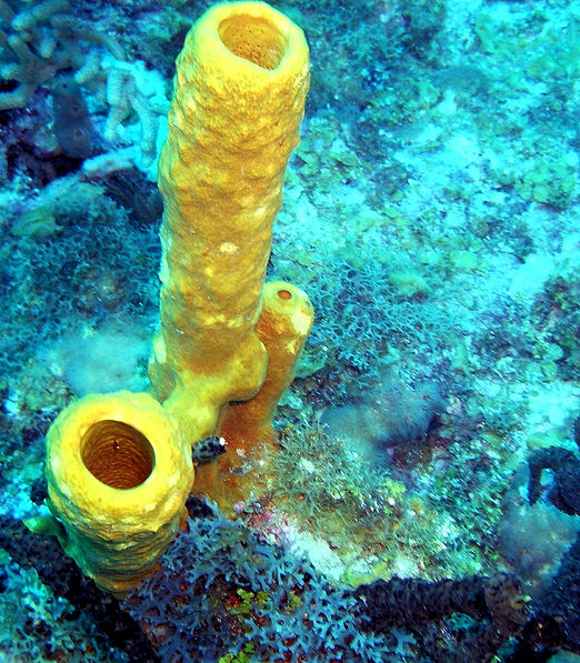 Key West Reef Express